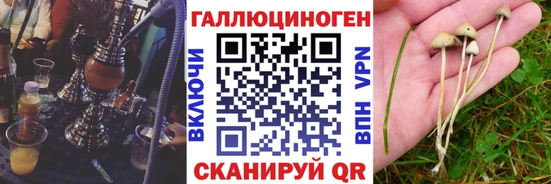 закладка Лодейное Поле Псилоцибиновые грибы Magic Shrooms